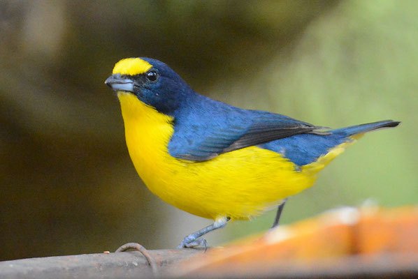 SCHWALBENORGANIST, YELLOW-THROATED EUPHONIA, EUPHONIA HIRUNDINACEA