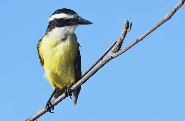 SCHWEFELTYRANN, GREAT KISKADEE, PITANGUS SULFURATUS