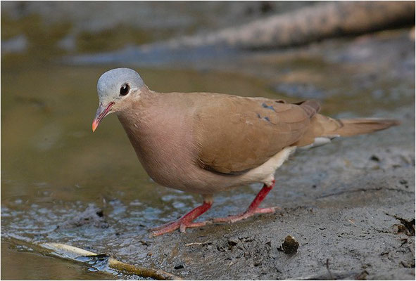 STAHLFLECKTAUBE, BLUE-SPOTTED WOOD DOVE, TURTUR AFER