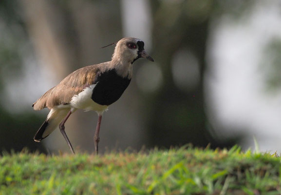 BRONZEKIEBITZ, SOUTHERN LAPWING, VANELLUS CHILENSIS