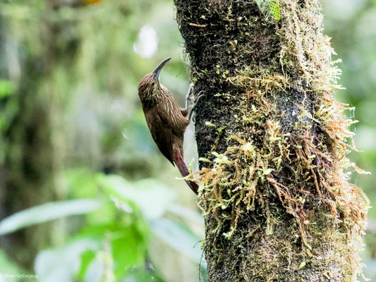 STARKSCHNABEL-BAUMSTEIGER, STRONG-BILLED WOODCREEPER - XIPHOCOLAPTES  PROMEROPIRHYNCHUS