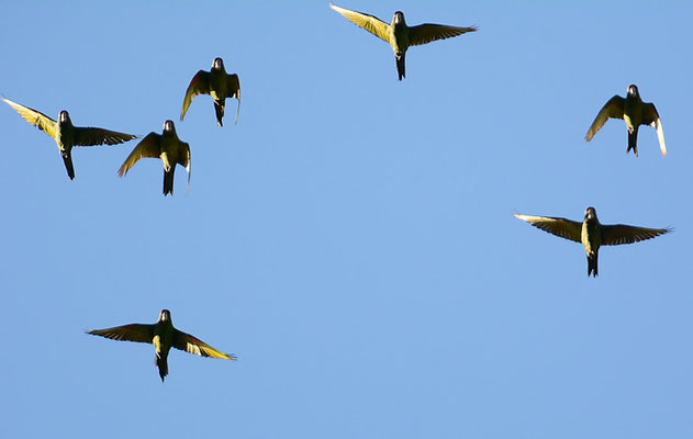 VERAGUASITTICH, CRIMSON-FRONTED PARAKEET, ARATINGA FINSCHI
