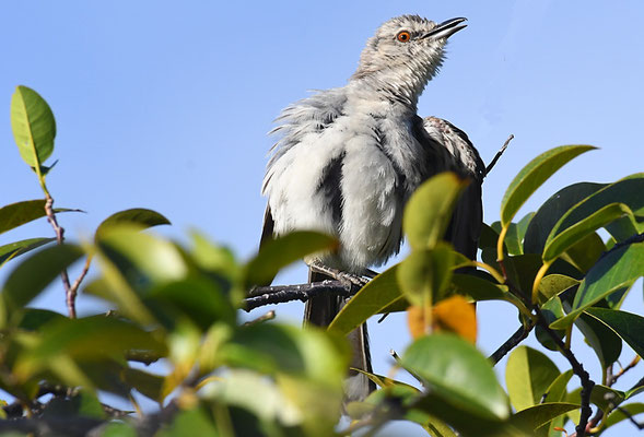 Campos-Spottdrossel, Chalk-browed mockingbird, Mimus saturninus