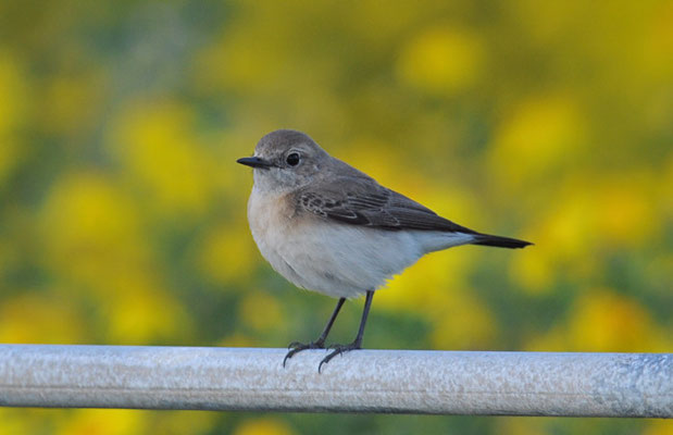 BALKANSTEINSCHMÄTZER, EASTERN BLACK-EARED WHEATEAR,  OENANTHE MELANOLEUCA