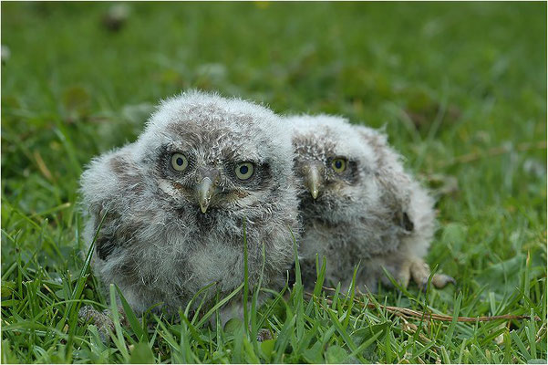 STEINKAUZ, LITTLE OWL , ATHENE NOCTUA