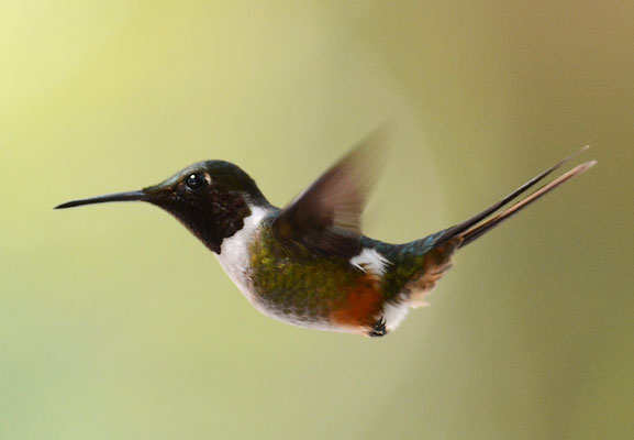 VIOLETTKEHL-STERNKOLIBRI, MAGENTA-THROATED WOODSTAR, CALLIPHLOX BRYANTAE