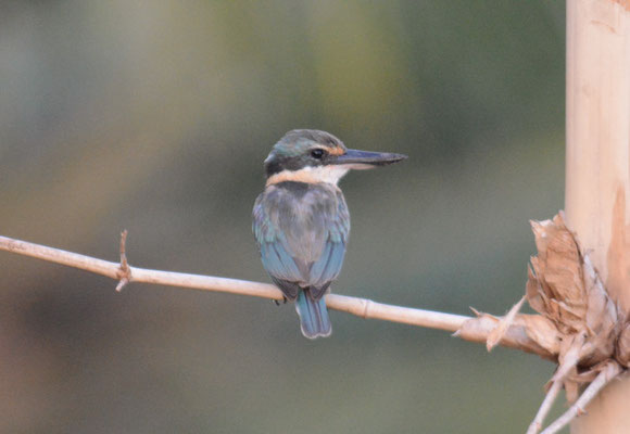 GÖTZENLIEST, SACRED KINGFISHER, TODIRAMPHUS SANCTUS