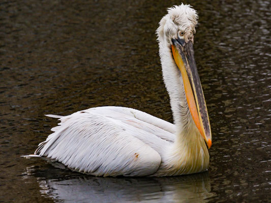 Krauskopfpelikan, Dalmatian Pelican - Pelecanus crispus