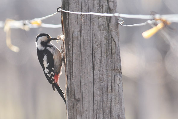 BLUTSPECHT, SYRIAN WOODPECKER, DENDROCOPOS SYRIACUS