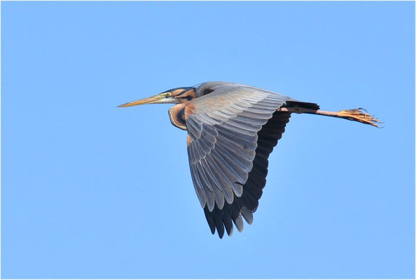 PURPURREIHER, PURPLE HERON, ARDEA PURPUREA