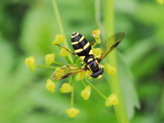 XANTHOGRAMMA PEDISSEQUUM, SPÄTE GELBRANDSCHWEBFLIEGE