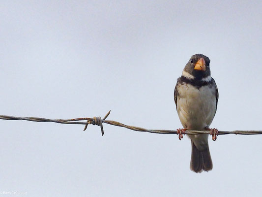 PAPAGEISCHNABELPFÄFFCHEN, PARROT-BILLED SEEDEATER - SPOROPHILA PERUVIANA