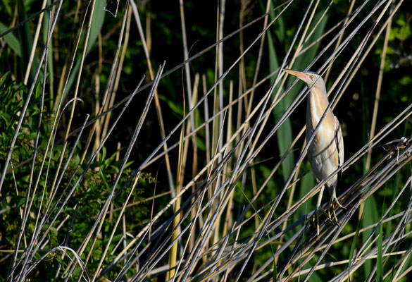 ZWERGDOMMEL, LITTLE BITTERN, IXOBRYCHUS MINUTUS