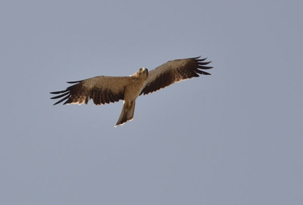 ZWERGADLER, BOOTED EAGLE, AQUILA PENNATA