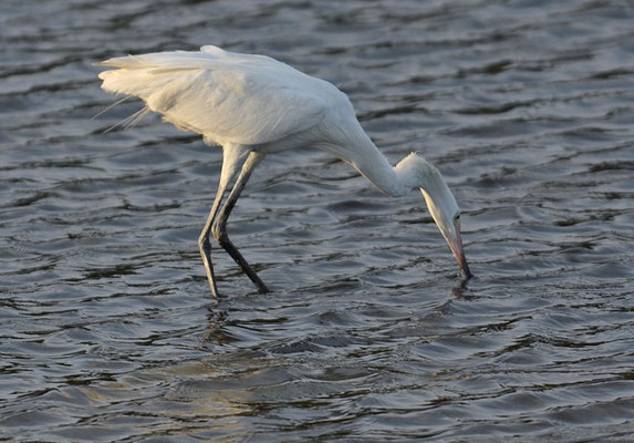 RÖTELREIHER, REDDISH EGRET, EGRETTA RUFESCENS