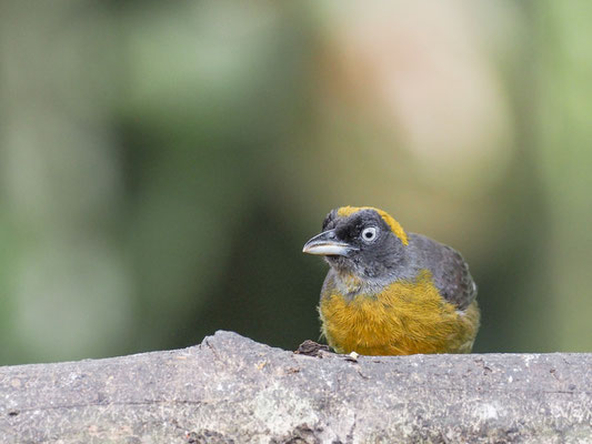 Rußgesicht-Stärlingstangare, Dusky-faced Tanager - Mitrospingus cassinii
