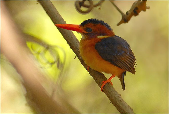 ZWERGEISVOGEL, AFRICAN PYGMY KINGFISHER, CEYX PICTA