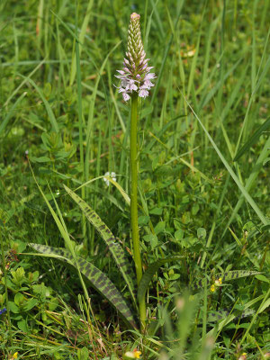 Geflecktes Knabenkraut