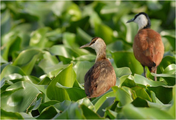 BLAUSTIRN-BLATTHÜHNCHEN, AFRICAN JACANA, ACTOPHILORNS AFRICANUS