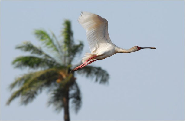 Afrikanischer Löffler, African spoonbill, Platalea alba