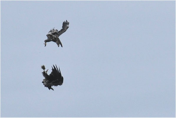 SEEADLER, WHITE-TAILED EAGLE, HALIAEETUS ALBICILLA