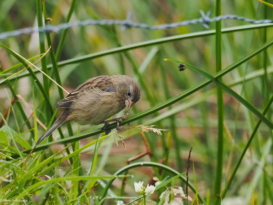 SCHLICHTSAMENFRESSER, PLAIN-COLORED SEEDEATER - CATAMENIA INORNATA