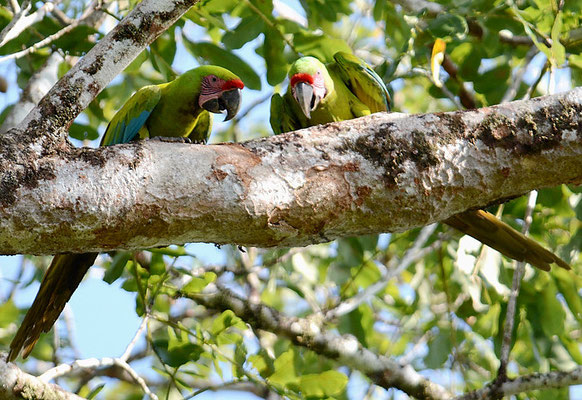 GROSSER SOLDATENARA, GREAT GREEN MACAW, ARA AMBIGUUS