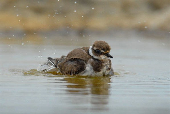 SANDREGENPFEIFER, RINGED PLOVER, CHARADRIUS HIATICULA