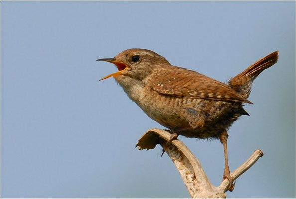 ZAUNKÖNIG, WREN, TROGLODYTES TROGLODYTES