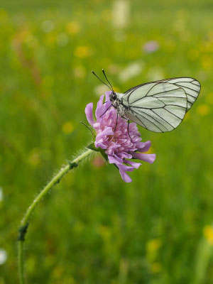 Acker-Witwenblume (Knautia arvensis)