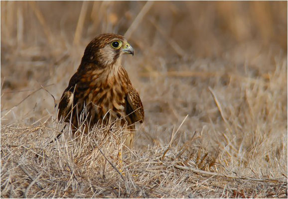 Turmfalke (Kestrel, Falco tinnunculus canariensis)- die kanarische Unterart des Turmfalken