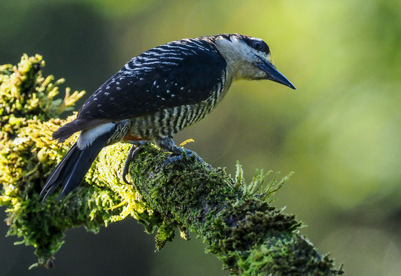 SCHLÄFENFLECKENSPECHT, BLACK-CHEEKED WOODPECKER, MELANERPES PUCHERANI