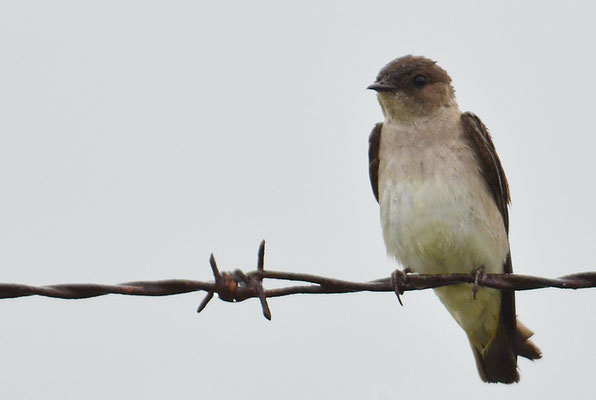 GRAUKEHLSCHWALBE, ROUGH-WINGED SWALLOW, STELGIDOPTERYX SERRIPENNIS