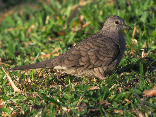 INKATÄUBCHEN, INCA DOVE, COLUMBINA INCA