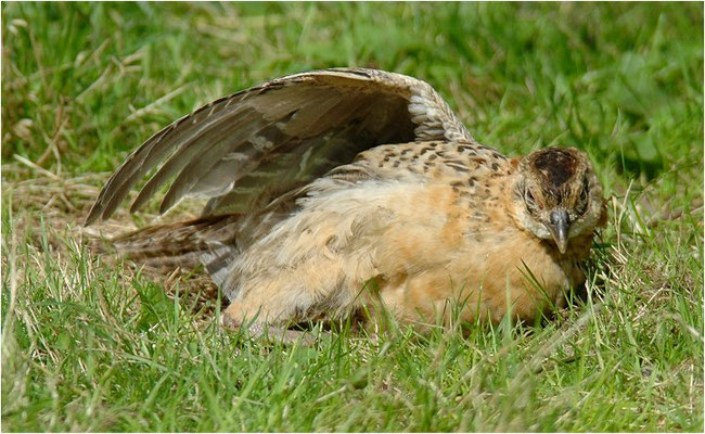 FASAN, COMMON PHEASANT, PHASIANUS COLCHICUS