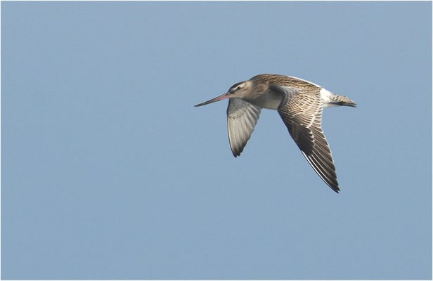 PFUHLSCHNEPFE, BAR-TAILED GODWIT, LIMOSA LAPPONICA