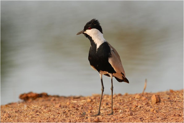 SPORNKIEBITZ, SPUR-WINGED PLOVER, VANELLUS SPINOSUS
