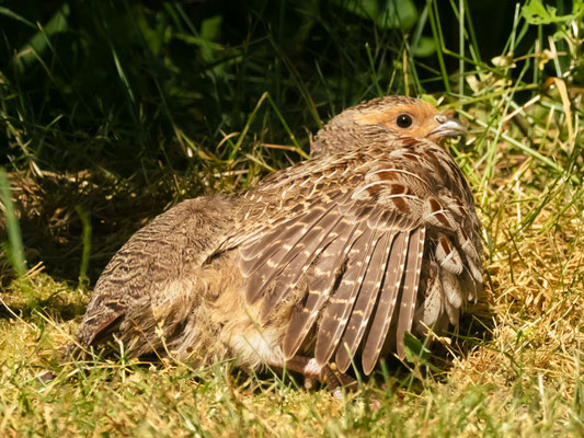 REBHUHN, GREY PARTRIDGE, PERDIX PERDIX