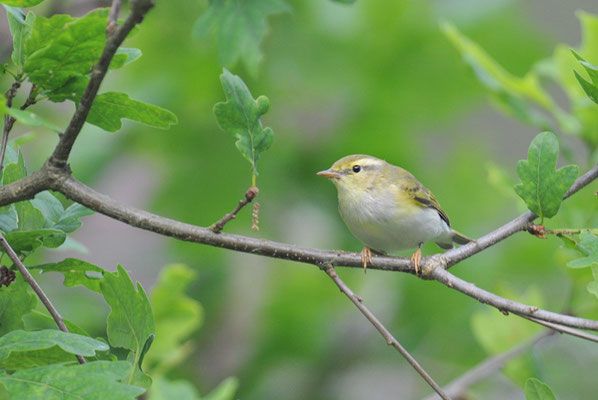 WALDLAUBSÄNGER, WOOD WARBLER,  PHYLLOSCOPOS SIBILATRIX