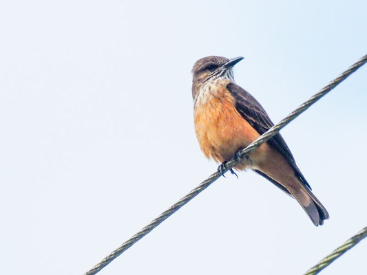STREIFENKEHL-BUSCHTYRANN, STREAK-THROATED BUSH-TYRANT - MYIOTHERETES STRIATICOLLIS