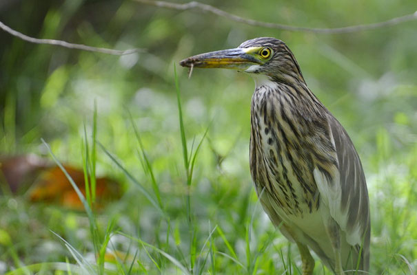 BACCHUSREIHER, CHINESE POND-HERON, ARDEOLA BACCHUS