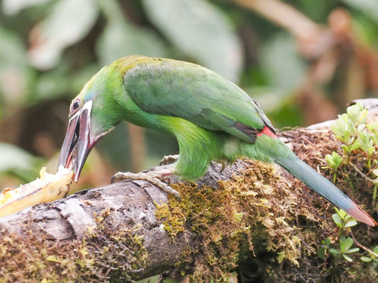 Blutbürzelarassari, Crimson-rumped Toucanet - Aulacorhynchus haematopygus