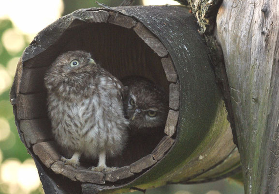 STEINKAUZ, LITTLE OWL , ATHENE NOCTUA