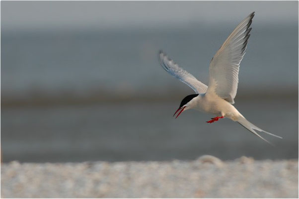 KÜSTENSEESCHWALBE, ARCTIC TERN, STERNA PARADISAEA