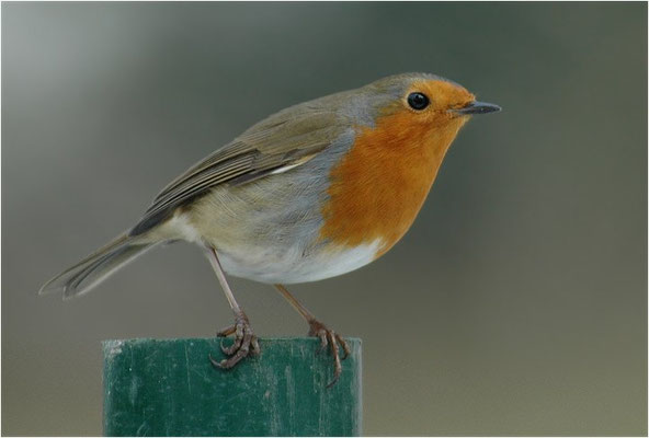 ROTKEHLCHEN, ROBIN, ERITHACUS RUBECULA