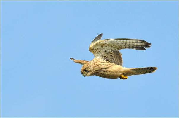 TURMFALKE, KESTREL, FALCO TINNUNCULUS