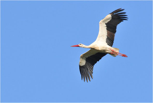 WEISSSTORCH, WHITE STORK, CICONIA CICONIA