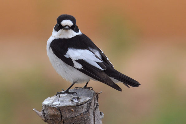 HALSBANDSCHNÄPPER, COLLARED FLYCATCHER, FICEDULA ALBICOLLIS
