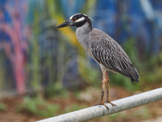 Krabbenreiher, Yellow-crowned Night-Heron - Nyctanassa violacea