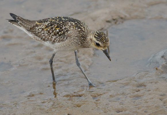 PAZIFISCHER GOLDREGENPFEIFER, PACIFIC GOLDEN PLOVER, PLUVIALIS FULVA 